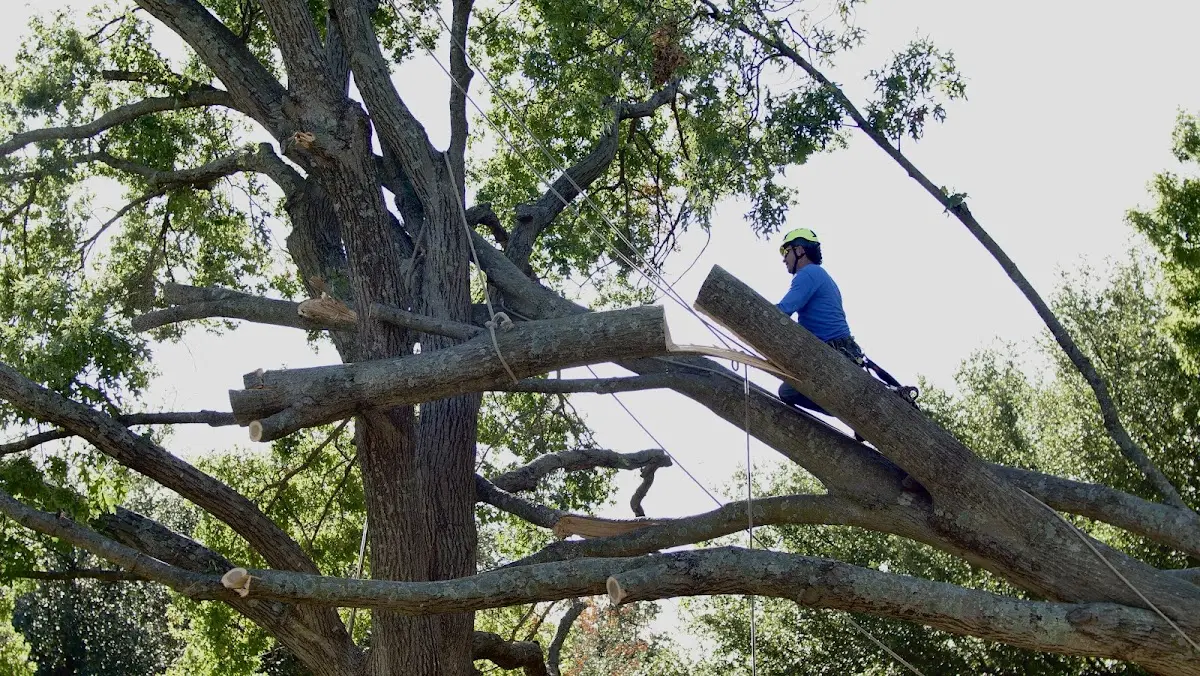 Professional Crown Thinning performed by certified arborists in Squires