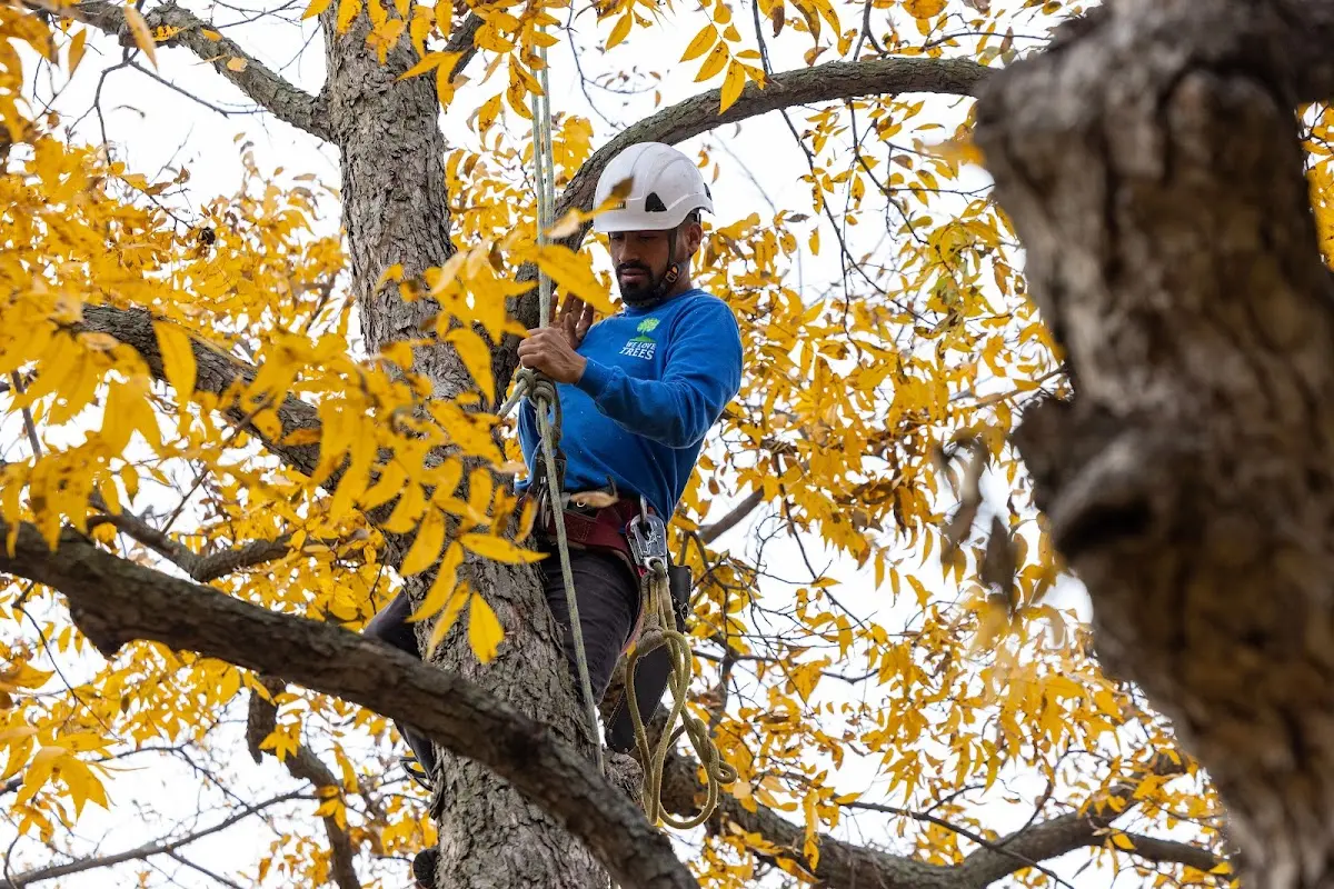 Skilled Tree Transplanting crew working in Squires